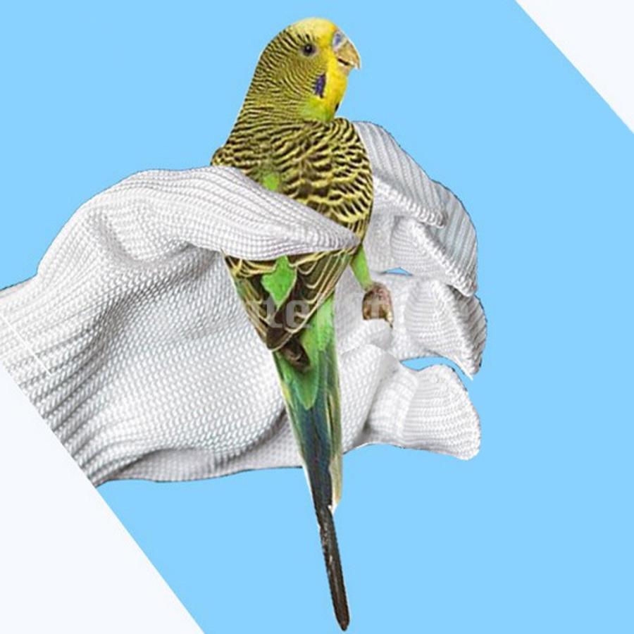インコ 噛む セキセイ