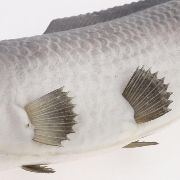 鯉の置物 現実的 人工魚 モデル 3D模型 おもちゃ 水族館 装飾品 鯉の置物 現実的 人工魚 モデル 3D模型 おもちゃ 水族館 装飾品