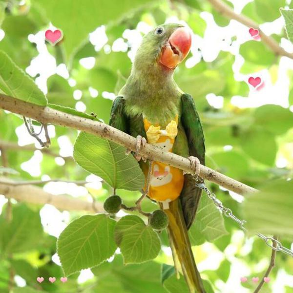 バードスーツ XXSサイズ文鳥用 プープーポーチ バードスーツ XXSサイズ文鳥用 プープーポーチ