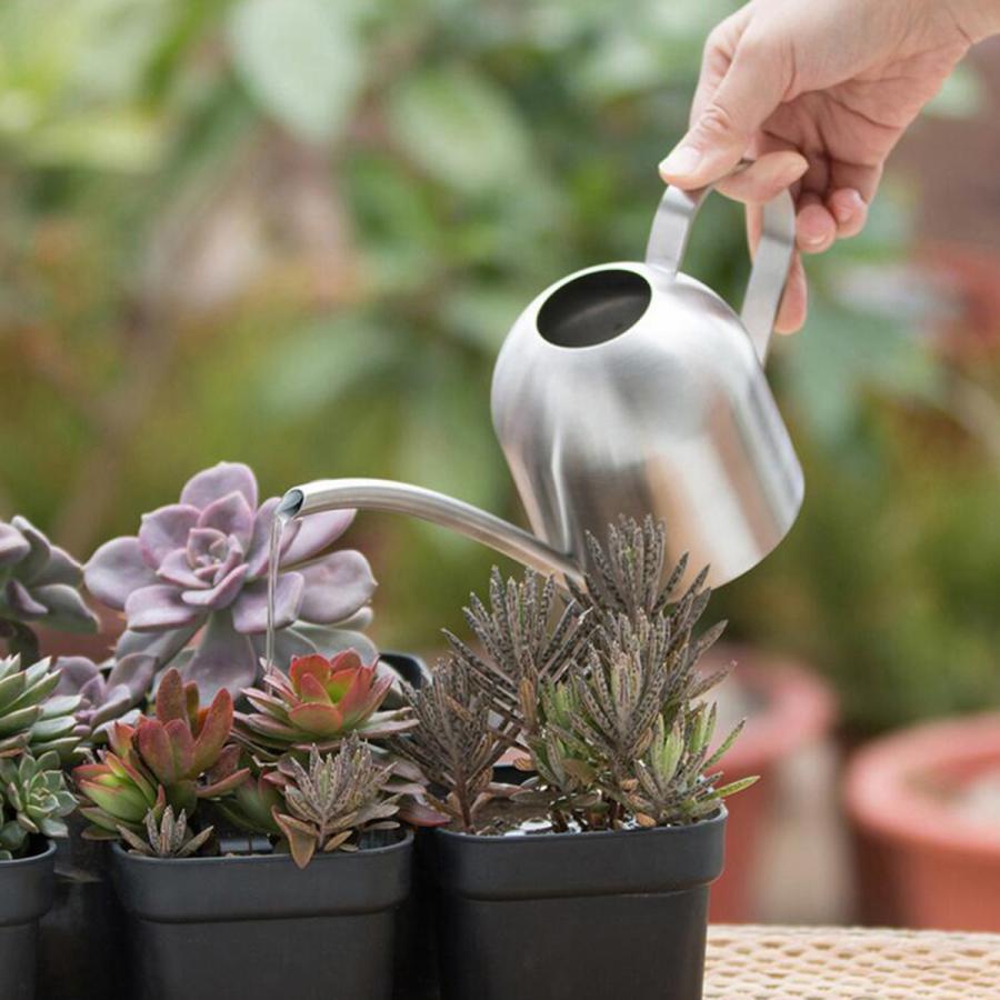 1Lじょうろ盆栽多肉植物じょうろガーデン : STKショップ - 通販
