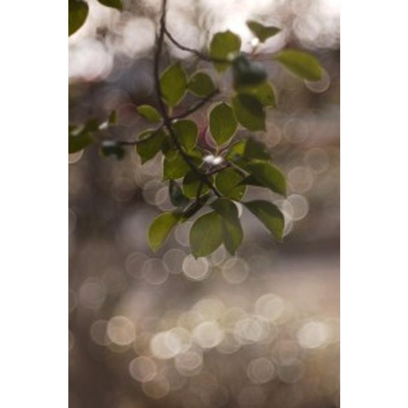 TTArtisan 100mm f/2.8 M42 + ソニーEマウント変換アダプター