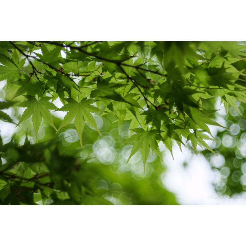 TTArtisan 銘匠光学 100mm f/2.8 M42マウント バブルボケレンズ TTArtisan 銘匠光学 100mm f/2.8 M42マウント バブルボケレンズ
