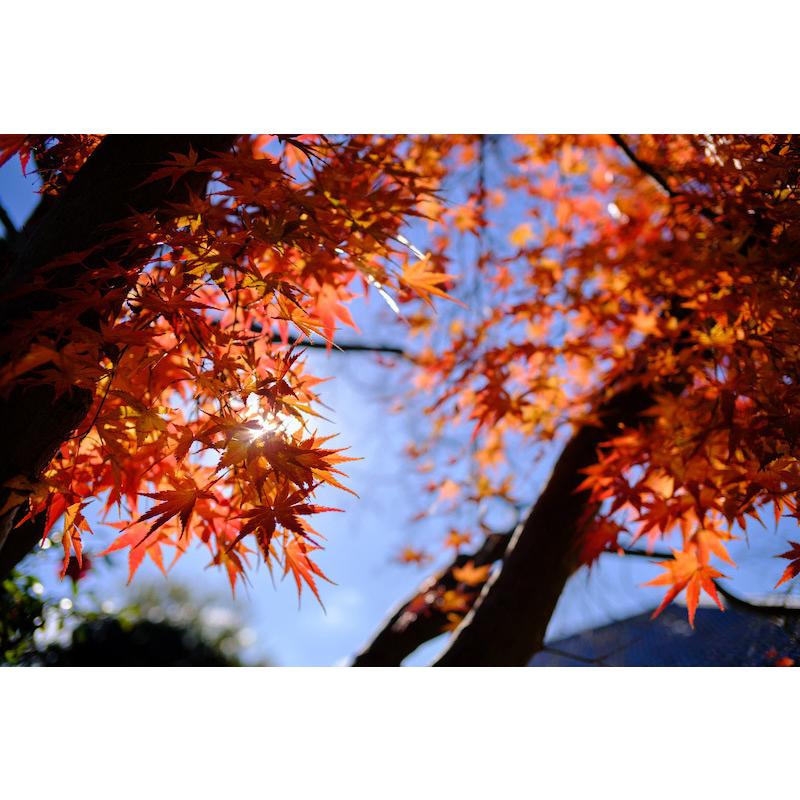 TTArtisan 銘匠光学 23mm f/1.4 C マイクロフォーサーズ ブラック