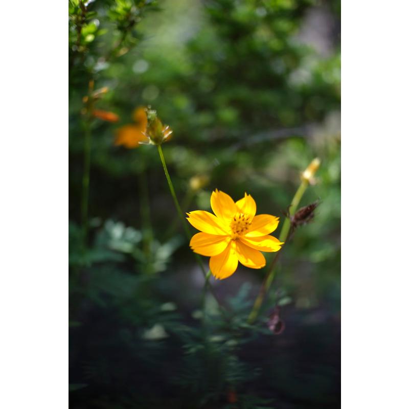 TTArtisan 銘匠光学 25mm f/2 C マイクロフォーサーズマウント TTArtisan 銘匠光学 25mm f/2 C マイクロフォーサーズマウント