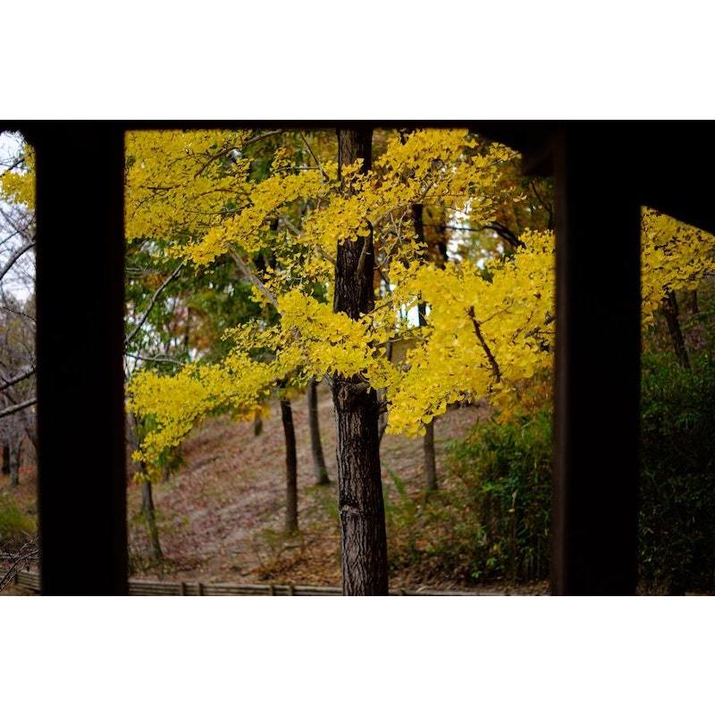 TTArtisan 35mm f/1.4 C マイクロフォーサーズ 単焦点レンズ
