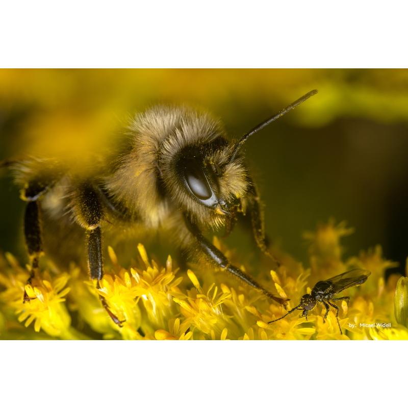 TTArtisan 40mm f/2.8 MACRO C ソニーEマウント APS-C 単焦点レンズ