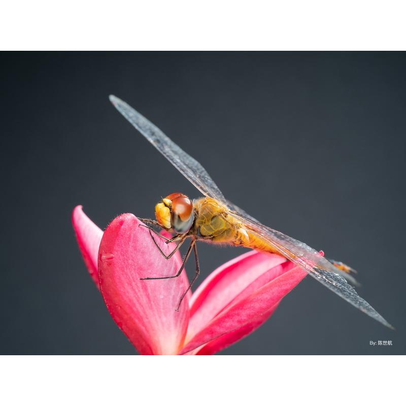 TTArtisan 40mm f/2.8 MACRO C ソニーEマウント APS-C 単焦点レンズ