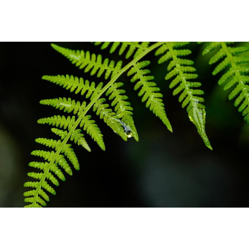 TTArtisan 銘匠光学 40mm f/2.8 MACRO C 富士フイルムXマウント TTArtisan 銘匠光学 40mm f/2.8 MACRO C 富士フイルムXマウント