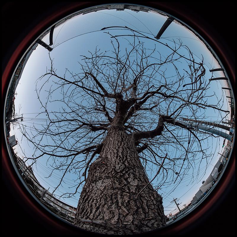 AstrHori アストロリ 6.5mm F2.0 Fish-Eye ニコンZマウント APS AstrHori アストロリ 6.5mm F2.0 Fish-Eye ニコンZマウント APS