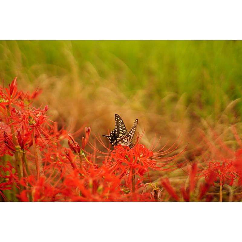 七工匠（7Artisans） 7Artisans 35mm F1.4 III キヤノンRFマウント 単
