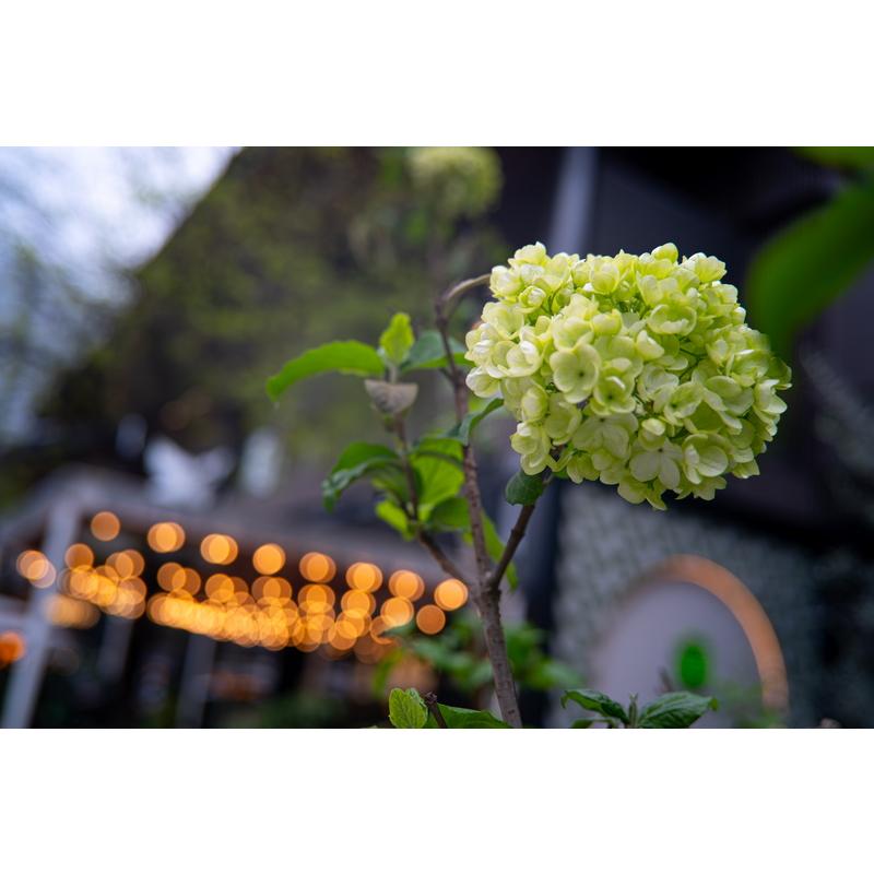 7Artisans 35mm F2.8 ライカL39マウント L39-M アダプター付き フルサイズ MF 正規品 保証2年 ライカ レンズ カメラレンズ 七工匠の画像