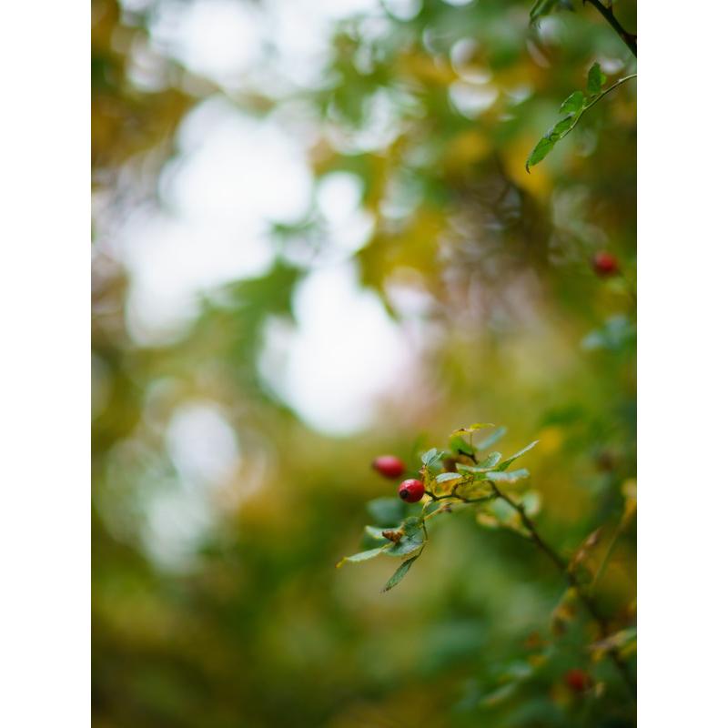 7Artisans 75mm F1.25 II ライカMマウント フルサイズ MF 中望遠 ライカ レンズ カメラレンズ 交換レンズ 正規品 保証2年 七工匠の画像