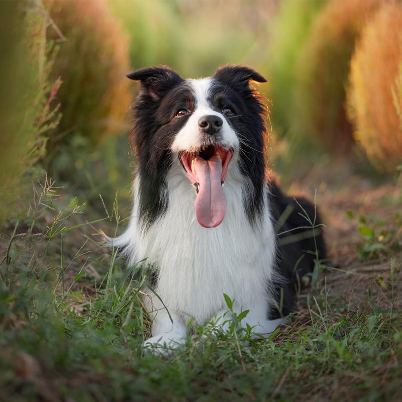 VILTROX Viltrox AF 85mm F2.0 EVO ニコンZマウント フルサイズ 単焦点