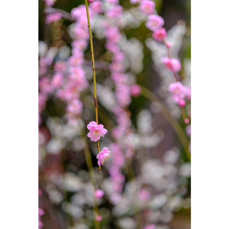 TTArtisan 銘匠光学 AF 56mm f/1.8 富士フイルム Xマウント 単 TTArtisan 銘匠光学 AF 56mm f/1.8 富士フイルム Xマウント 単