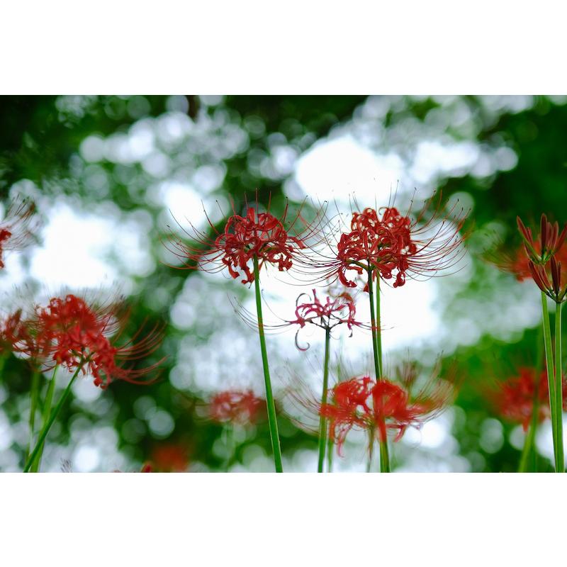 中一光学 APO 135mm F2.5 ED (ニコンFマウント) : 焦点工房Yahoo 中一光学 APO 135mm F2.5 ED (ニコンFマウント) : 焦点工房Yahoo