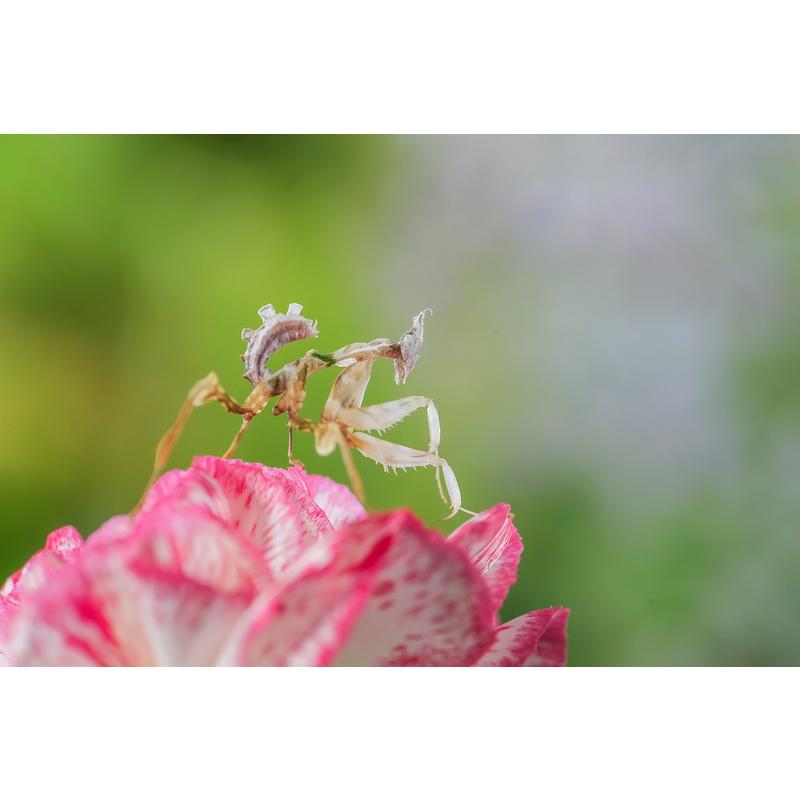 中一光学 APO 200mm F4 MACRO 1X Ｌマウント (ライカ・パナソニック・シグマ) マクロレンズ ブラック｜stkb｜07