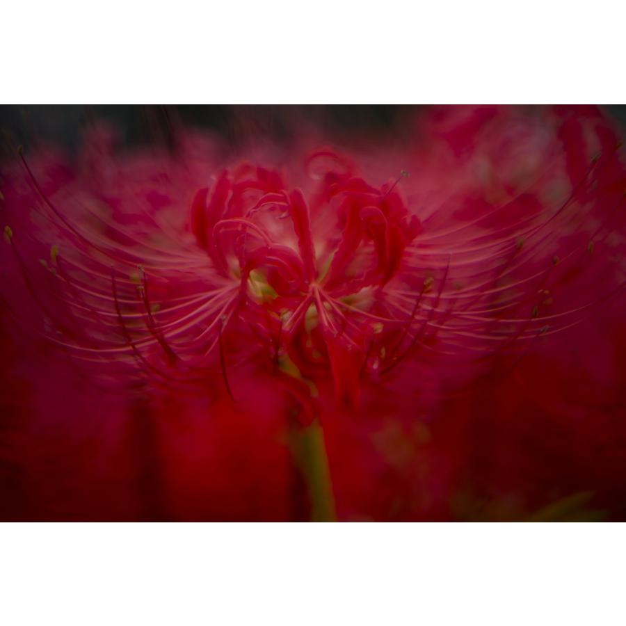 CREATOR 中一光学 | ZHONG YI OPTICS 135mm F2.8 II (ニコンF CREATOR 中一光学 | ZHONG YI OPTICS 135mm F2.8 II (ニコンF