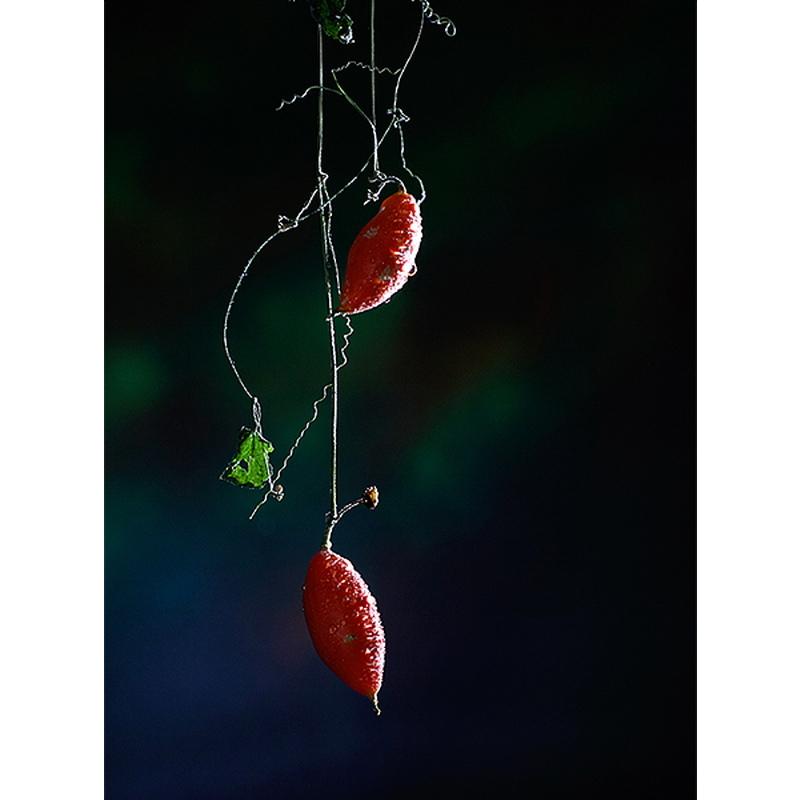 CREATOR 中一光学│ZHONG YI OPTICS 85mm F2.0 - ソニーEマウント 単