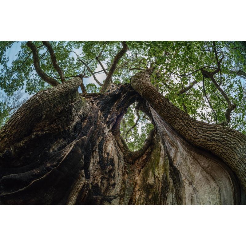 TTArtisan 銘匠光学 11mm f/2.8 Fisheye ニコンFマウント ニコン TTArtisan 銘匠光学 11mm f/2.8 Fisheye ニコンFマウント ニコン