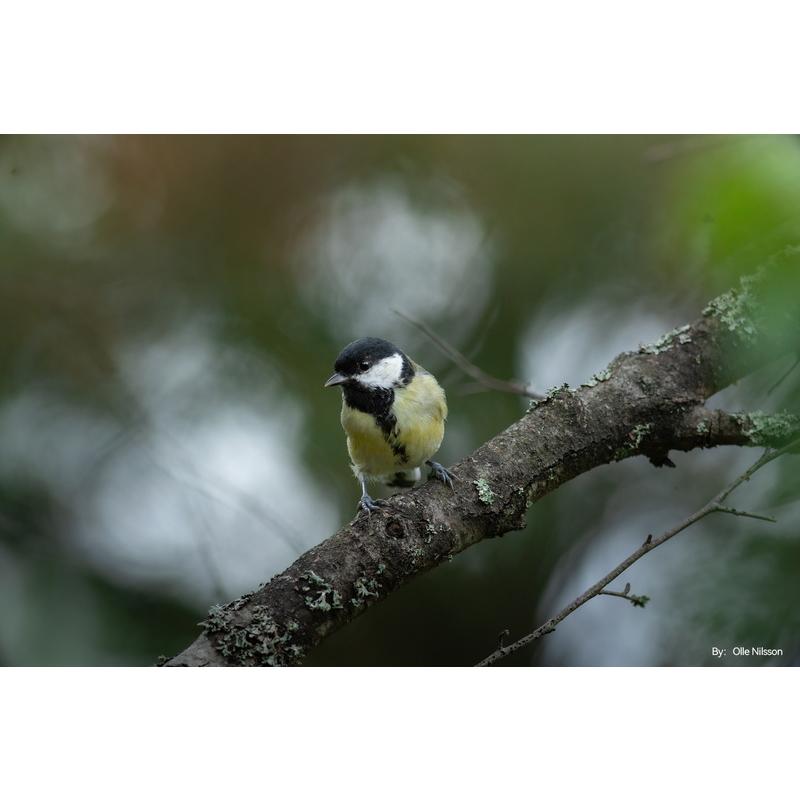 銘匠光学 TTArtisan 500mm f/6.3 Telephoto Ｌ マウント(ライカ・パナソニック・シグマ) ミラーレス 望遠 レンズ｜stkb｜07