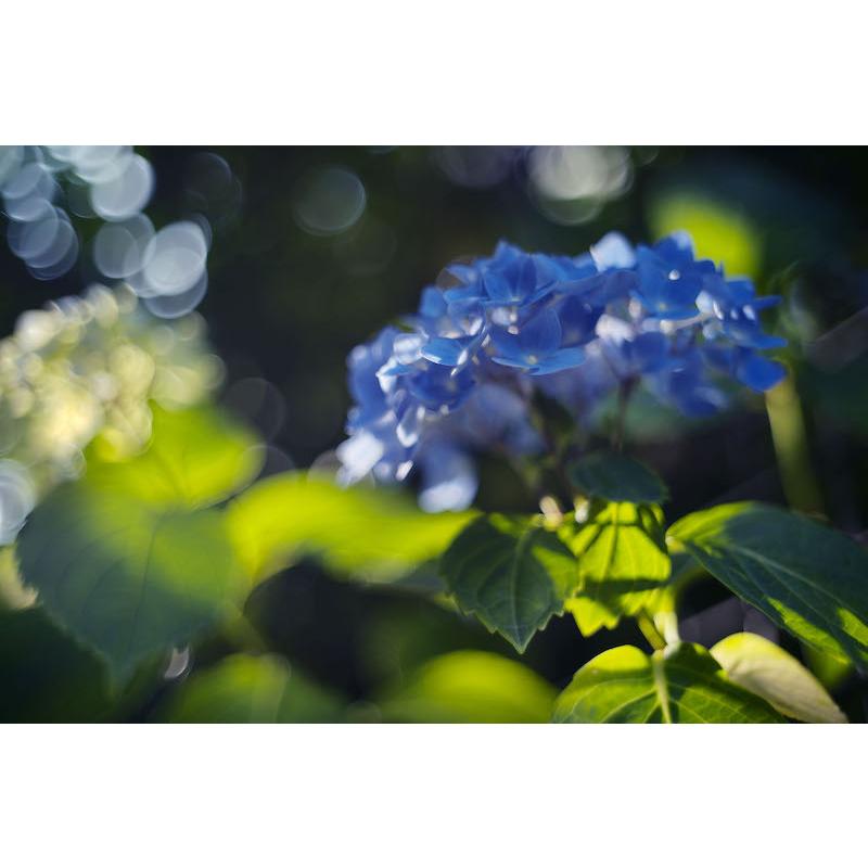 LIGHT LENS LAB M 35mm f/2 + レンズフード IROOA 復刻 ブラック LIGHT LENS LAB M 35mm f/2 + レンズフード IROOA 復刻 ブラック