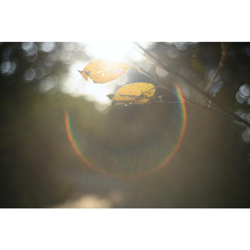 LIGHT LENS LAB M 50mm f/2 ブラスゴールド【世界限定200セット LIGHT LENS LAB M 50mm f/2 ブラスゴールド【世界限定200セット