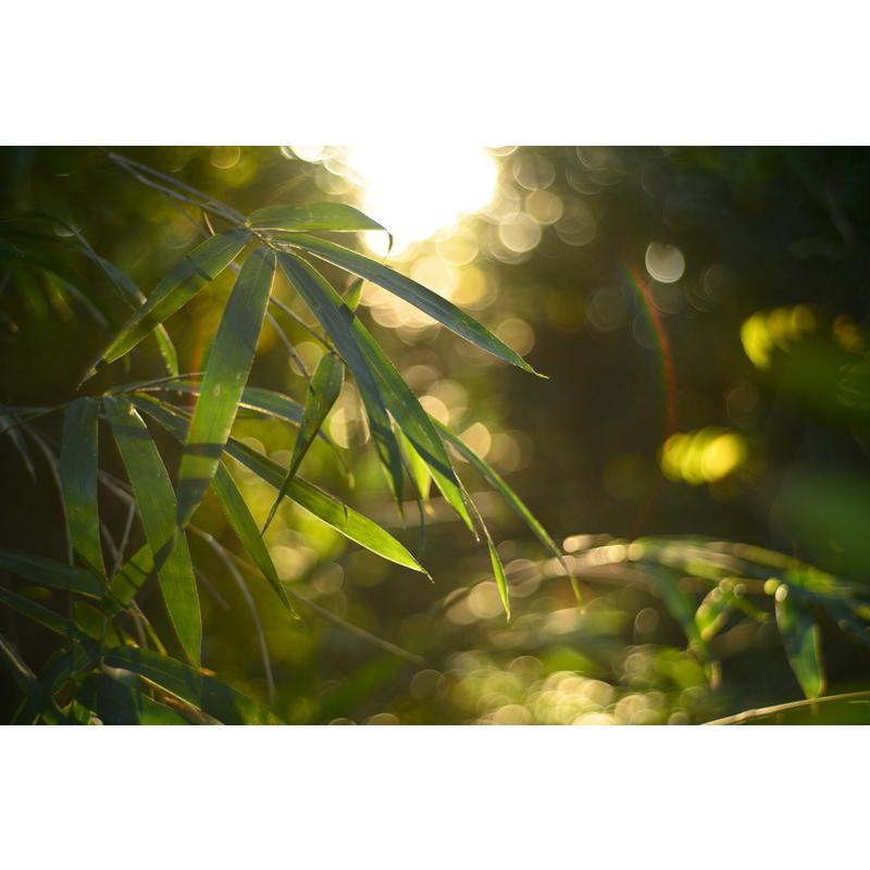 LIGHT LENS LAB M 50mm f/2 シルバー Mマウント レンズ 周Elcan LIGHT LENS LAB M 50mm f/2 シルバー Mマウント レンズ 周Elcan