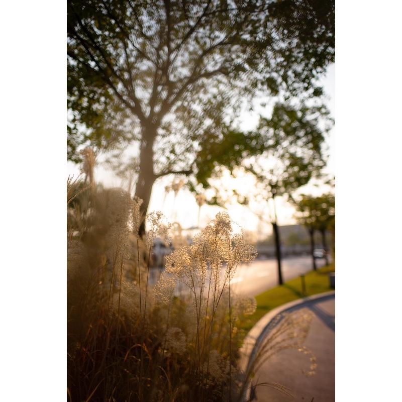 TTArtisan 銘匠光学 21mm f/1.5 ASPH + フジフイルムXマウント TTArtisan 銘匠光学 21mm f/1.5 ASPH + フジフイルムXマウント