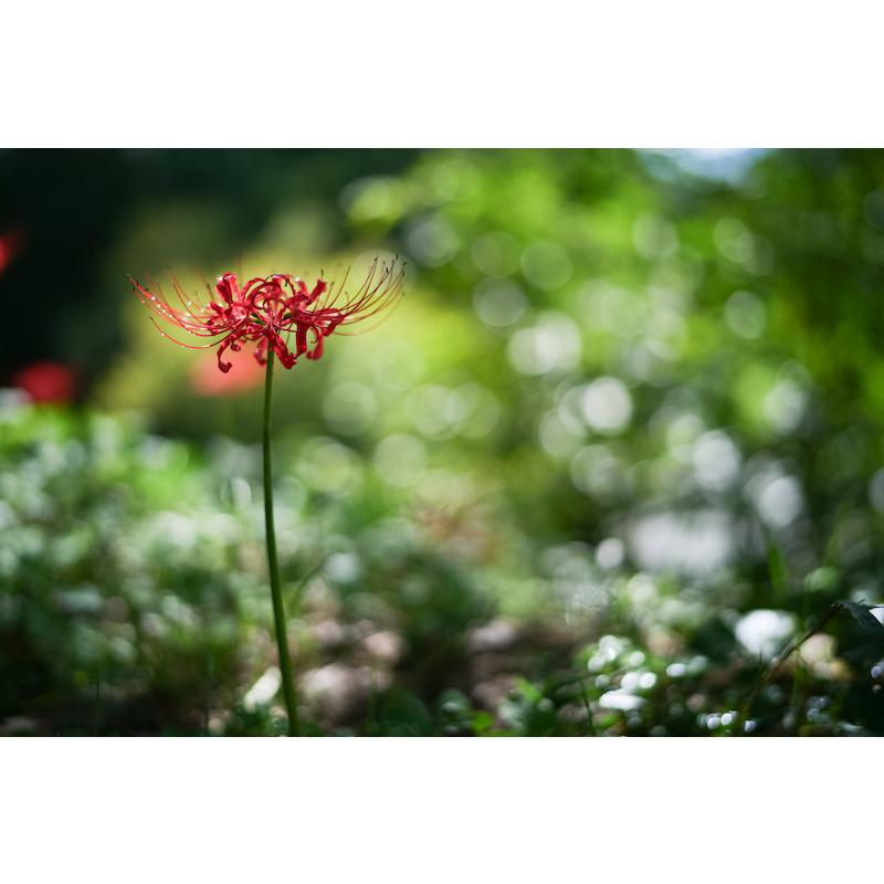 銘匠光学 TTArtisan 50mm f/1.4 ASPH ライカM 楽天市場】銘匠光学 TTArtisan TTArtisan 50mm f/1.4 ASPH