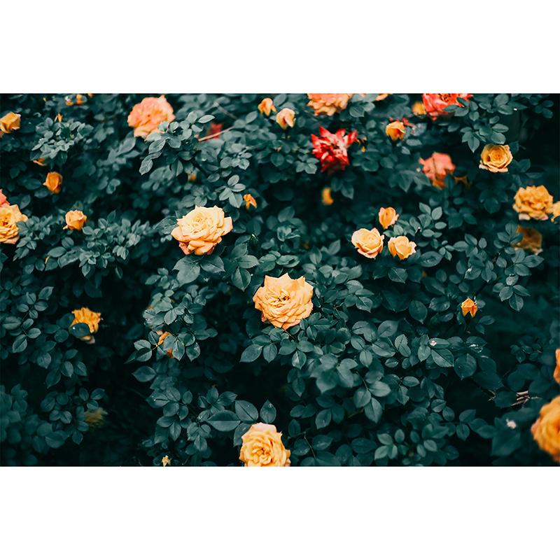 SGーimage SG-image AF 25mm F1.8 富士フイルムXマウント 単焦点