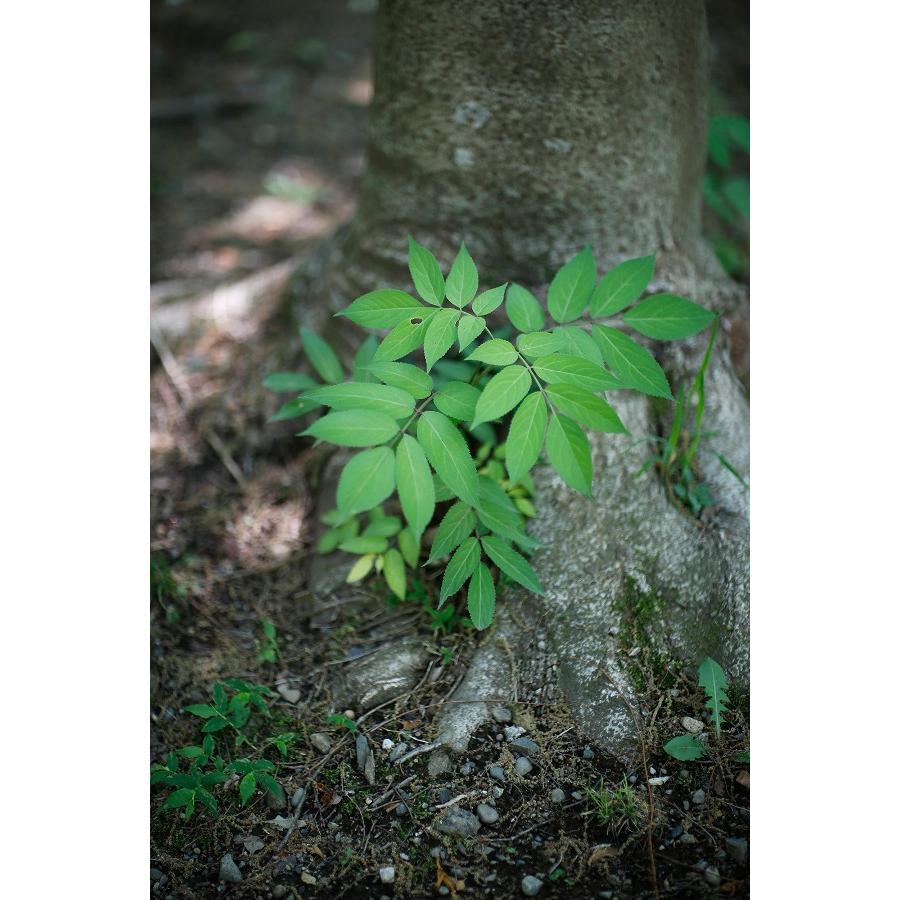 スピードマスター（中一光学） SPEEDMASTER 85mm F1.2 キヤノンEF