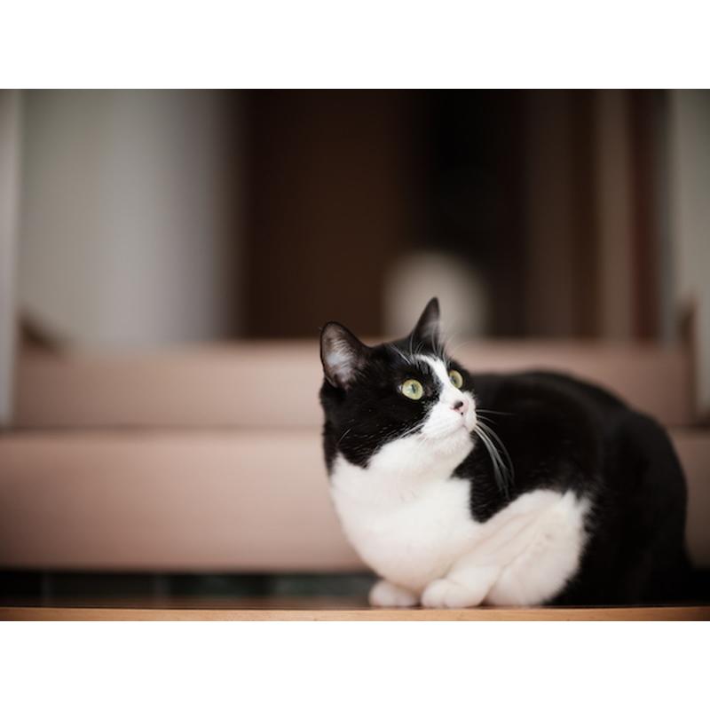 スピードマスター（中一光学） 中一光学 SPEEDMASTER 85mm F1.2