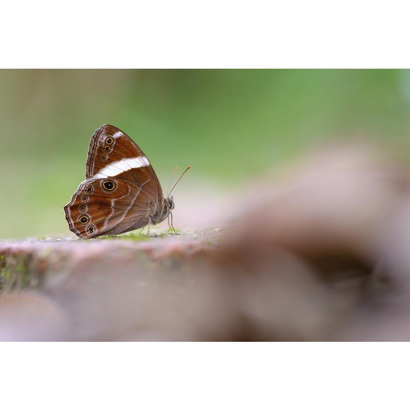 七工匠 銘匠光学 TTArtisan 100mm f/2.8 MACRO 2X ニコンZ