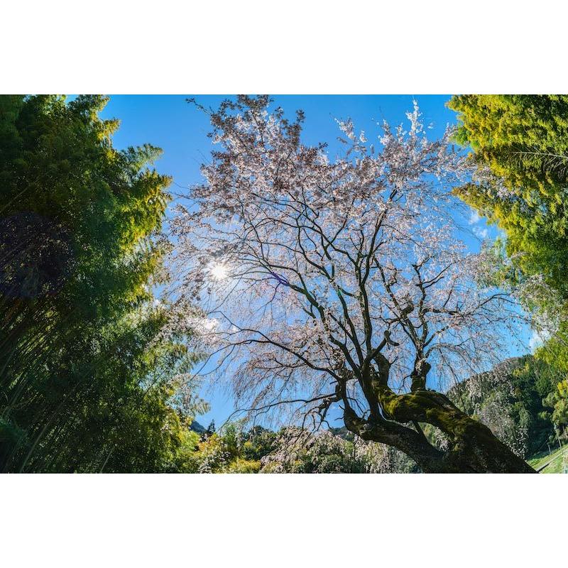 TTArtisan 銘匠光学 11mm f/2.8 Fisheye ニコンZマウント ニコン TTArtisan 銘匠光学 11mm f/2.8 Fisheye ニコンZマウント ニコン