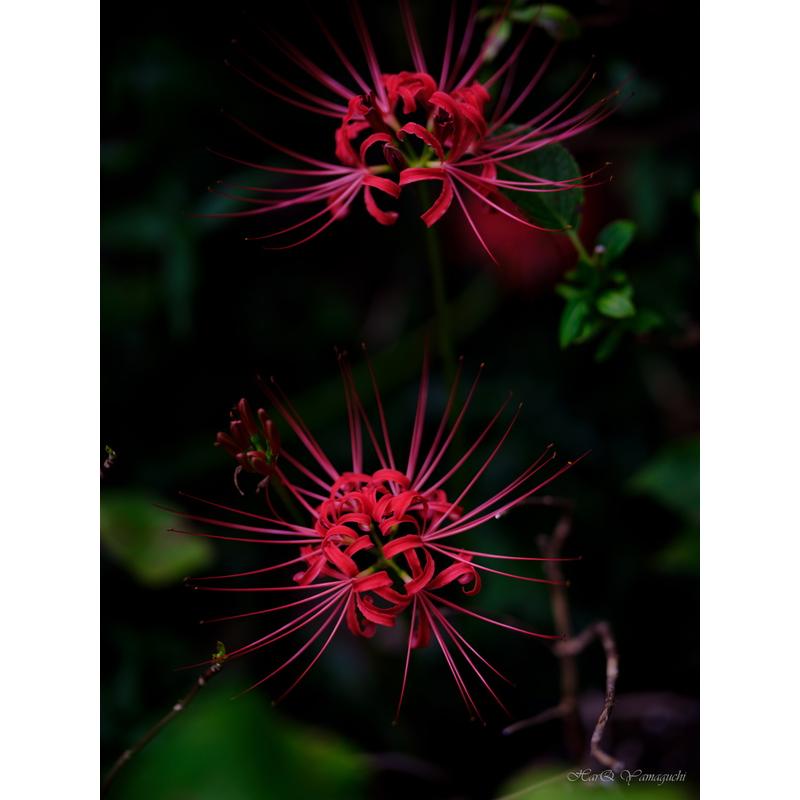 スピードマスター（中一光学） 中一光学 SPEEDMASTER 80mm F1.6