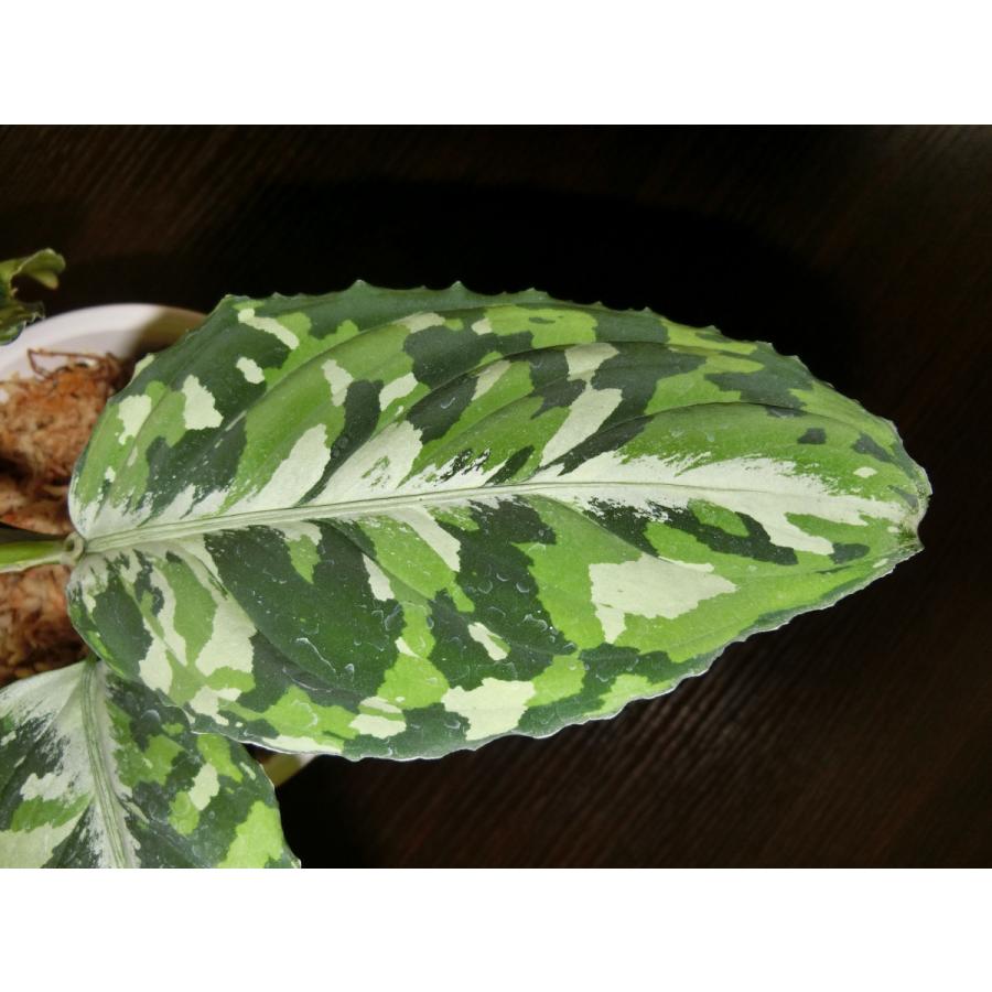 アグラオネマピクタム Aglaonema pictum toricolor type 【白虎】4号