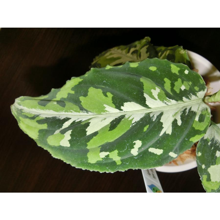 アグラオネマピクタム Aglaonema pictum toricolor type 【白虎】4号