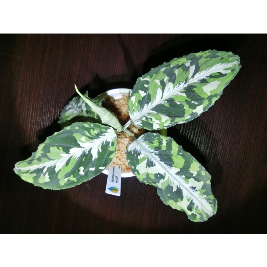 アグラオネマピクタム Aglaonema pictum toricolor type 【白虎】4号