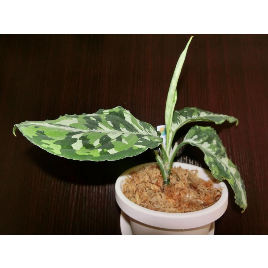 アグラオネマピクタム Aglaonema pictum toricolor type 【白虎】4号