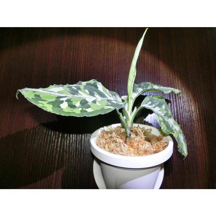 2 アグラオネマ　ピクタム　ファントム　Aglaonema picutum 2 アグラオネマ ピクタム ファントム Aglaonema picutum