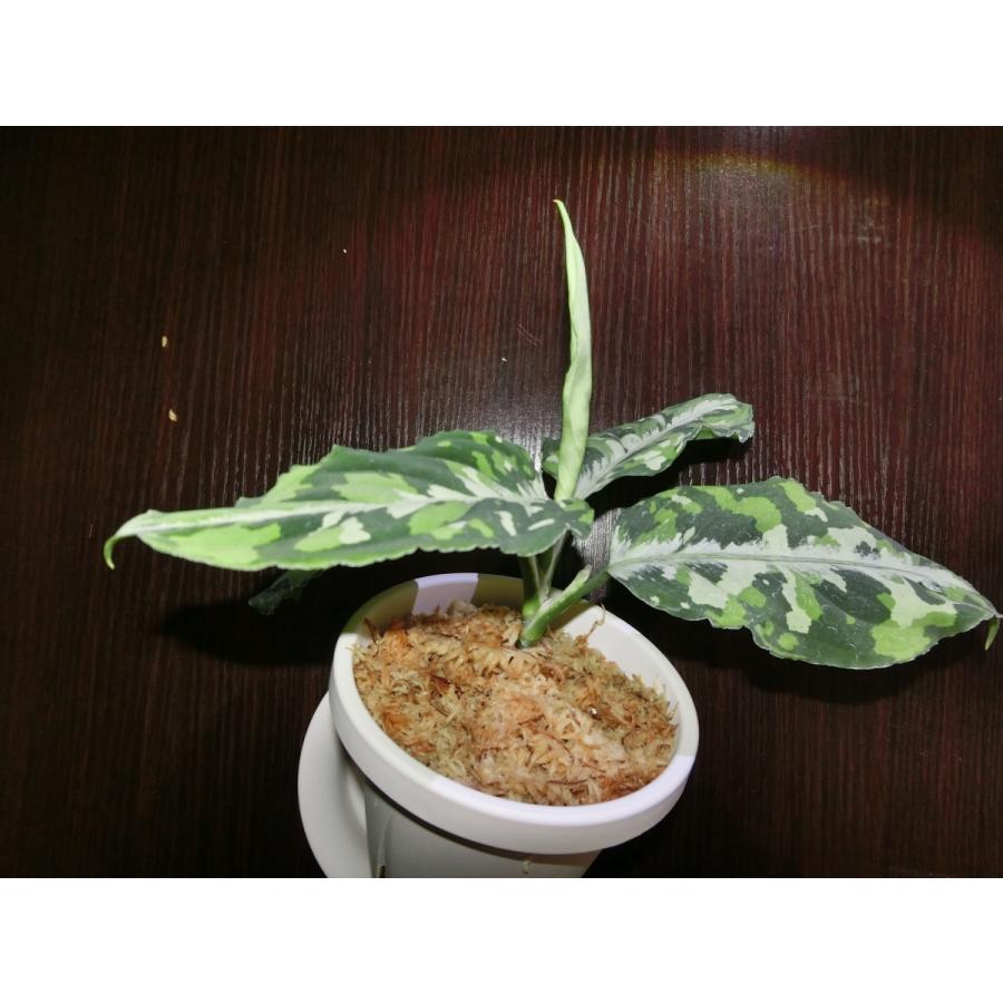 アグラオネマピクタム Aglaonema pictum toricolor type 【白虎 アグラオネマピクタム Aglaonema pictum toricolor type 【白虎