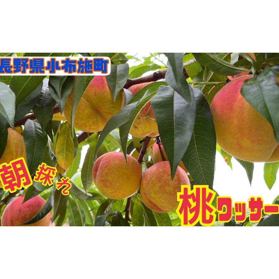 長野県産 ワッサー 5kg 送料込み 家庭用・長野県産桃【ワッサー】約5kg : 石農園 - 通販 - Yahoo