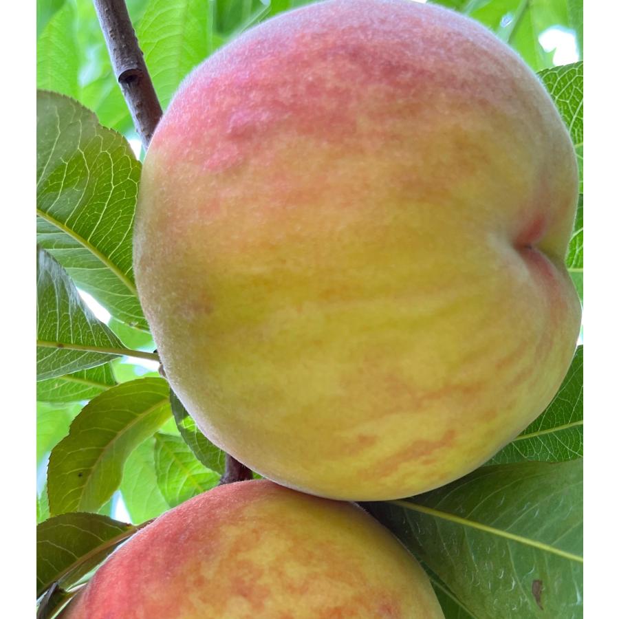 家庭用・長野県産桃【ワッサー】約5kg : 石農園 - 通販 - Yahoo