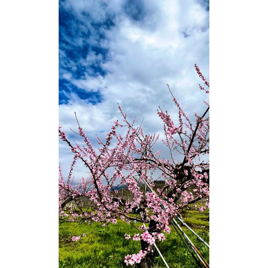 家庭用・長野県産桃【ワッサー】約5kg : 石農園 - 通販 - Yahoo