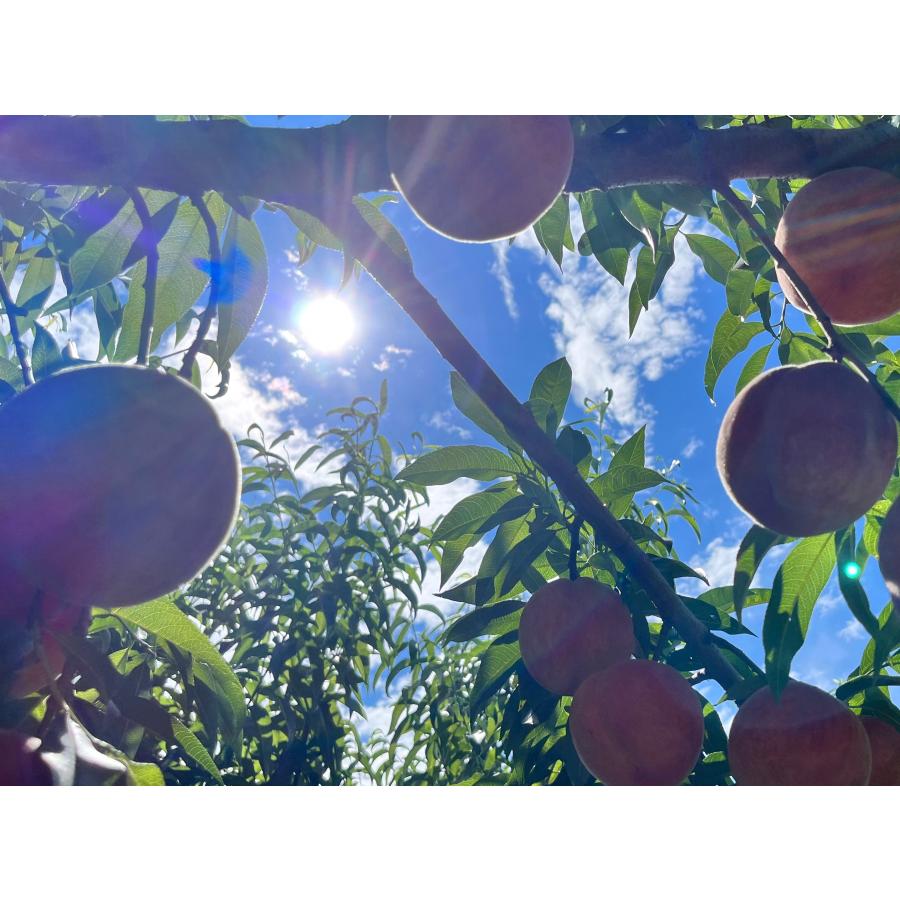 家庭用・長野県産桃【ワッサー】約5kg : 石農園 - 通販 - Yahoo