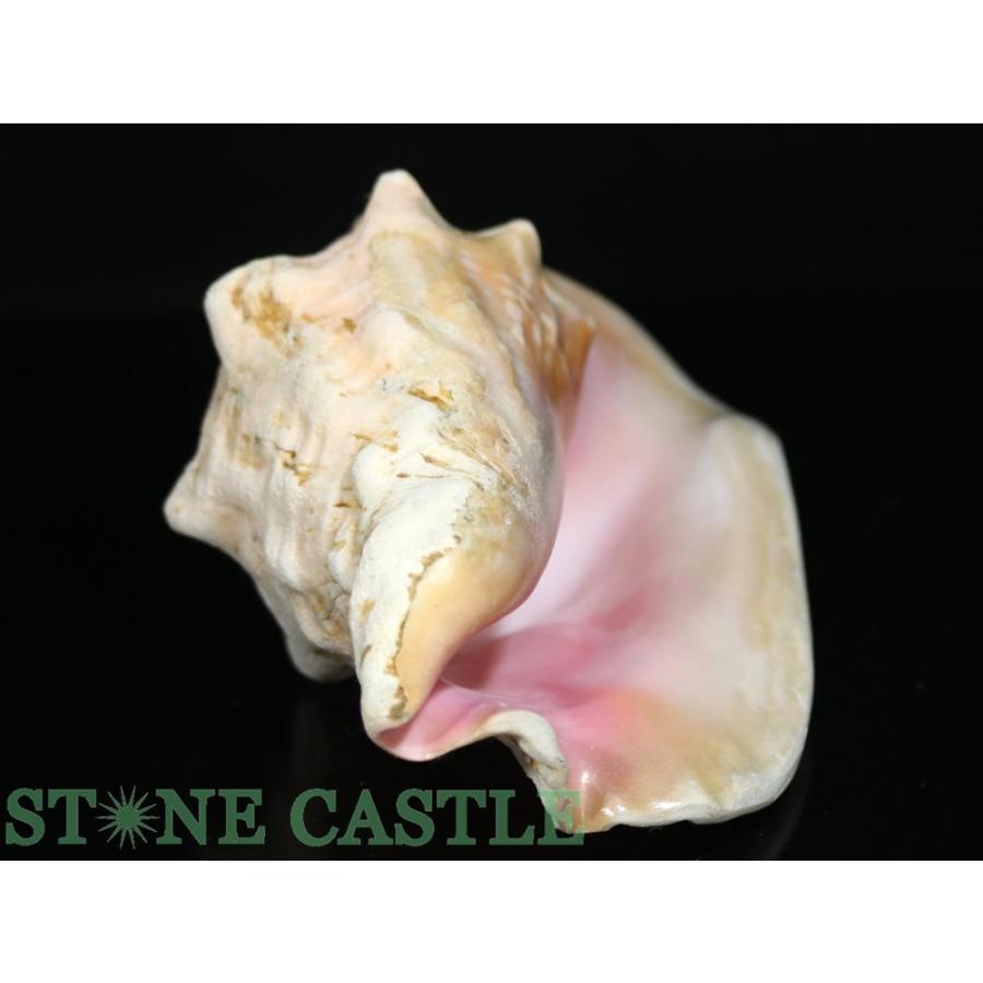 クイーンコンクシェル　貝殻　インテリア 2.クイーンコンクシェル貝母・貝殻 | Naturaltreasure