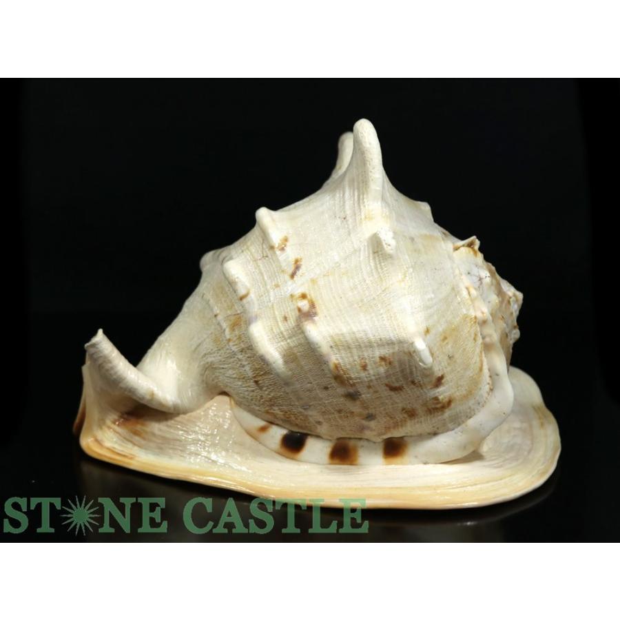 石流通センター 一点物 天然石 置き石 貝殻 (トウカムリガイ) No.07