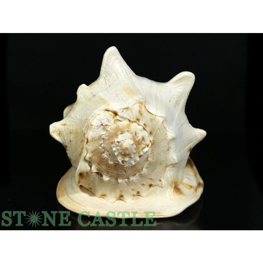 トウカムリガイ　約27cm 貝インテリア トウカムリガイ 約27cm 貝インテリア