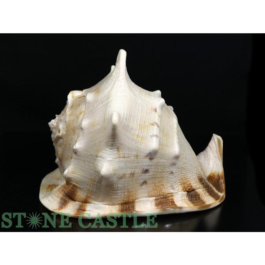 石流通センター 一点物 天然石 置き石 貝殻 (トウカムリガイ) No.09