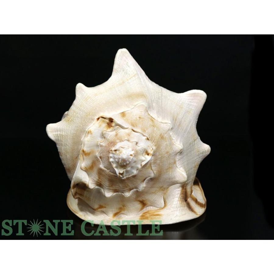 石流通センター 一点物 天然石 置き石 貝殻 (トウカムリガイ) No.09